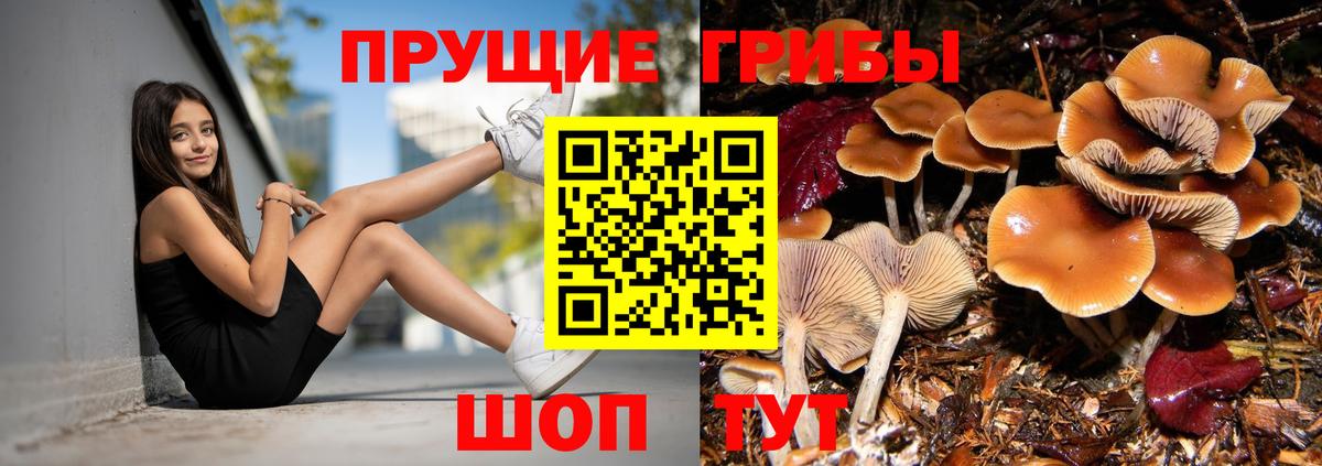 Сосновый Бор  Псилоцибиновые грибы Psilocybine cubensis  Вход с VPN  Псилоцибиновые грибы мухоморы 